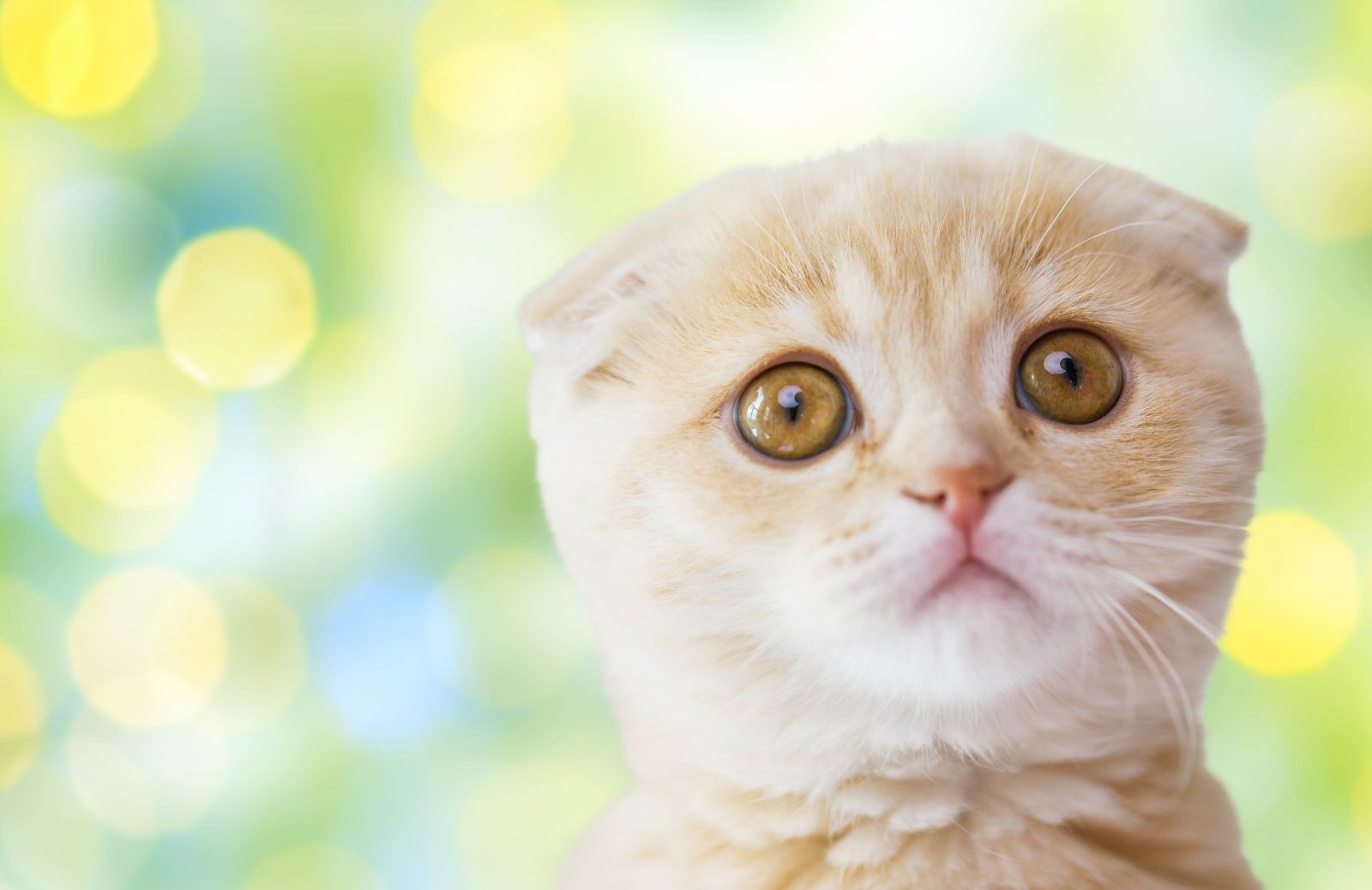 Le malattie dei gatti: un pericolo per i bimbi?