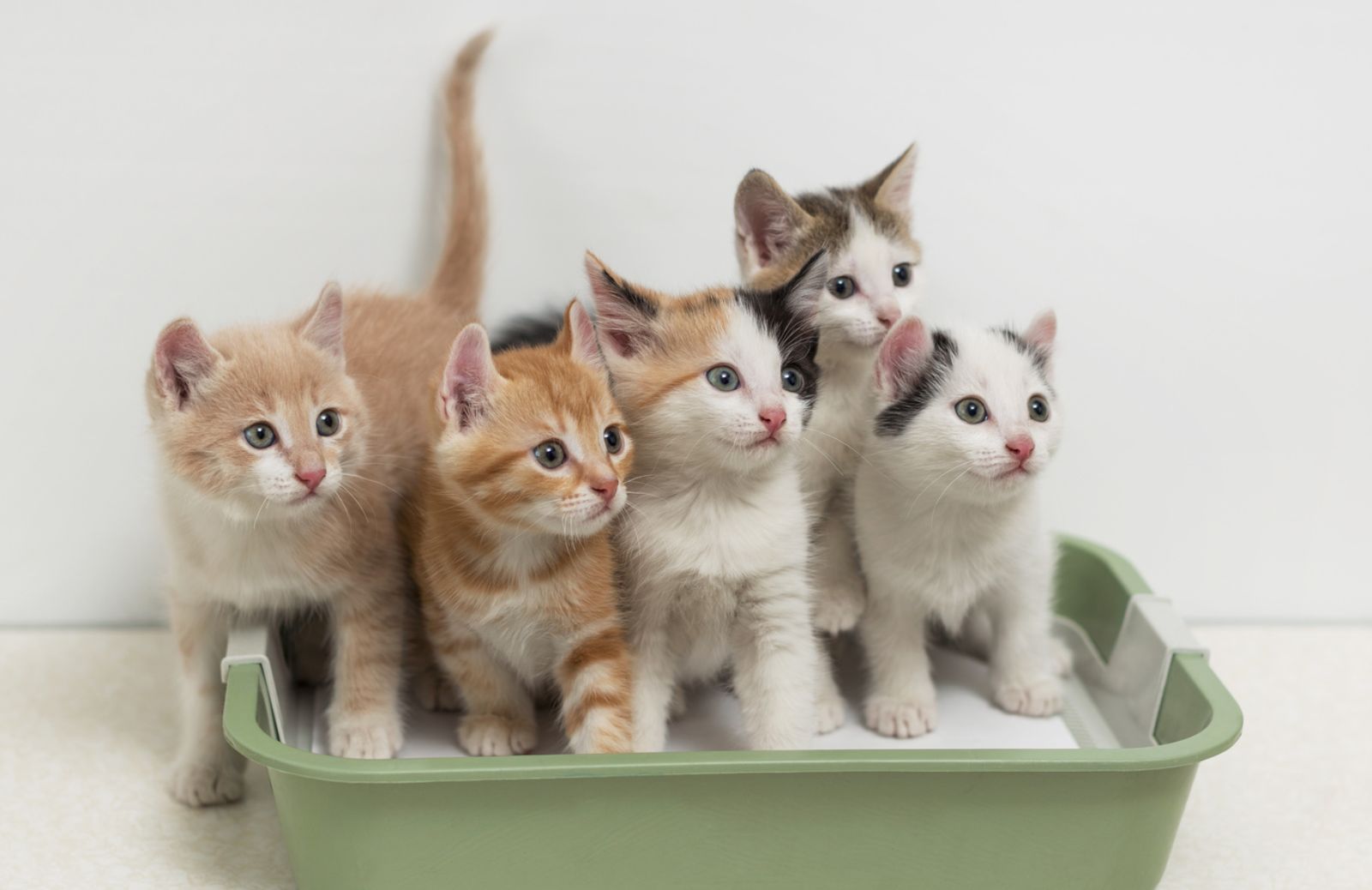 Lettiera per gatti: come tenerla pulita e profumata