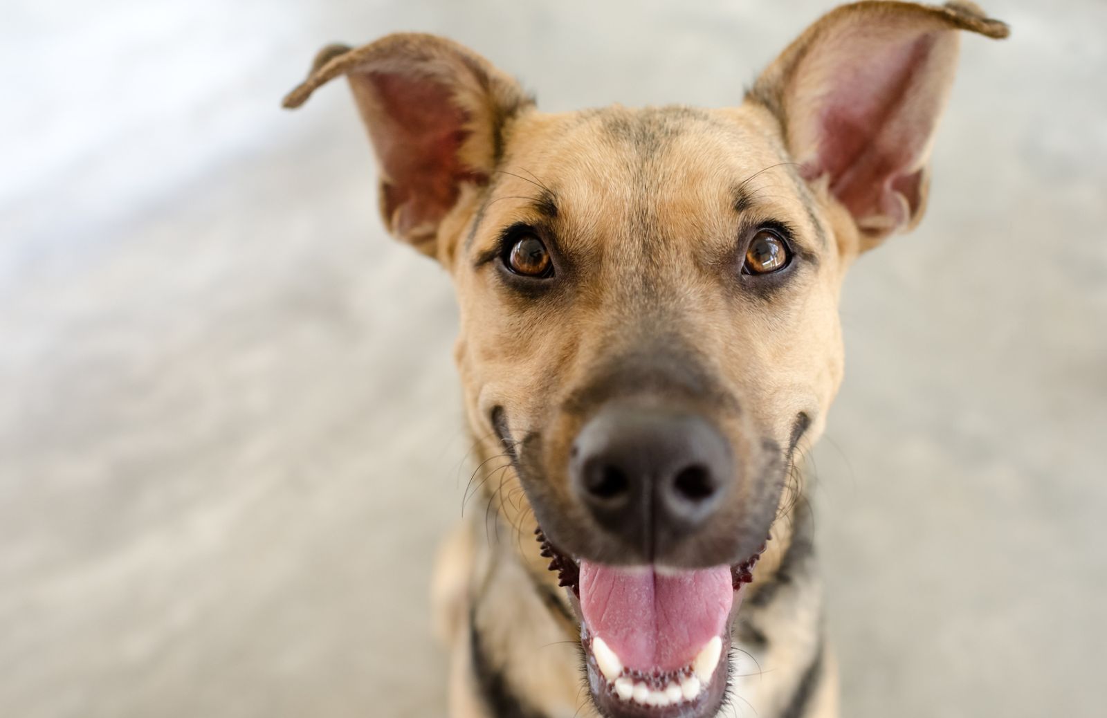 Snack dentali per cani: cosa sono e a cosa servono