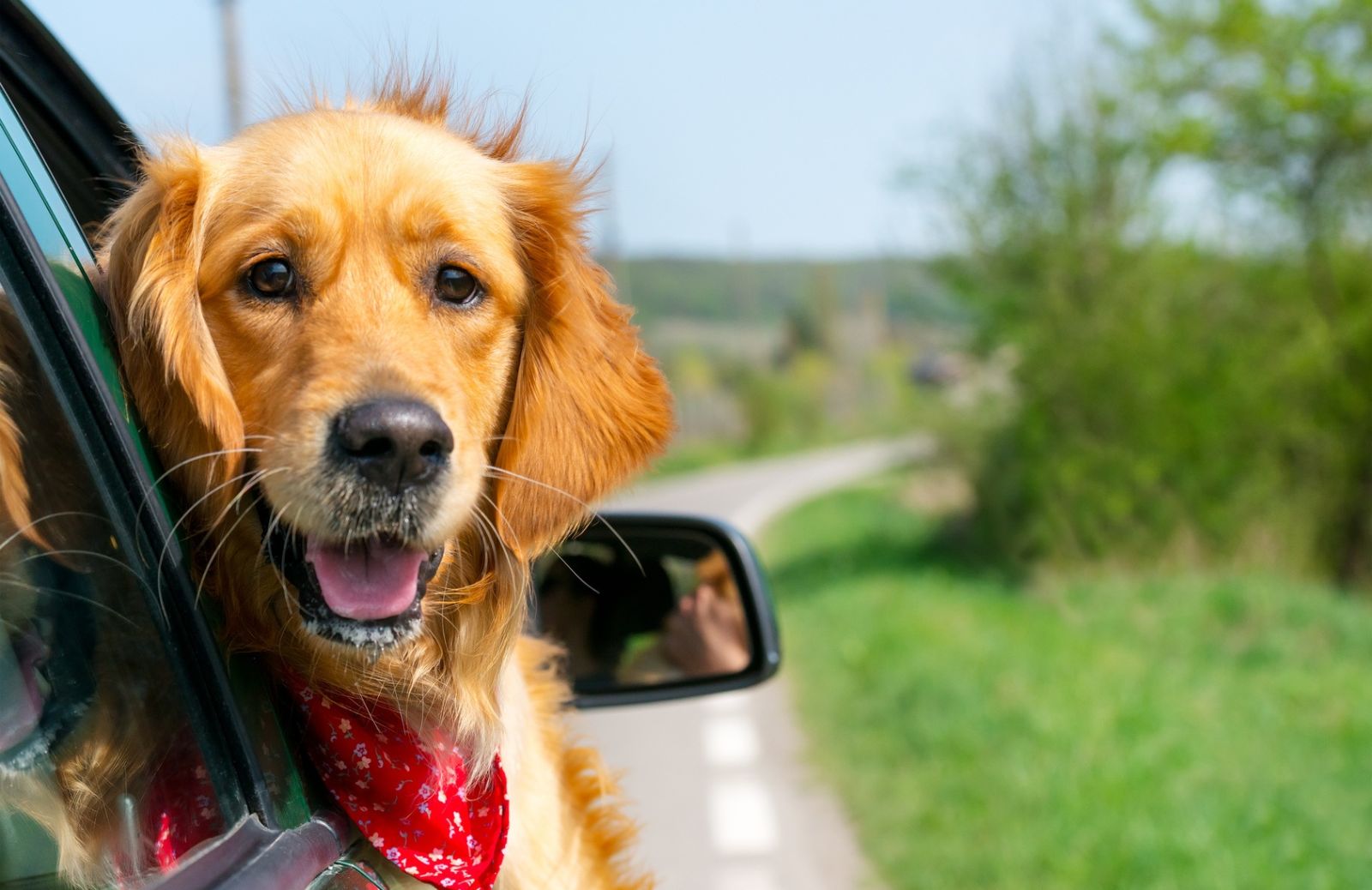 Viaggiare con cani e gatti: come infondere calma ai nostri amici a 4 zampe