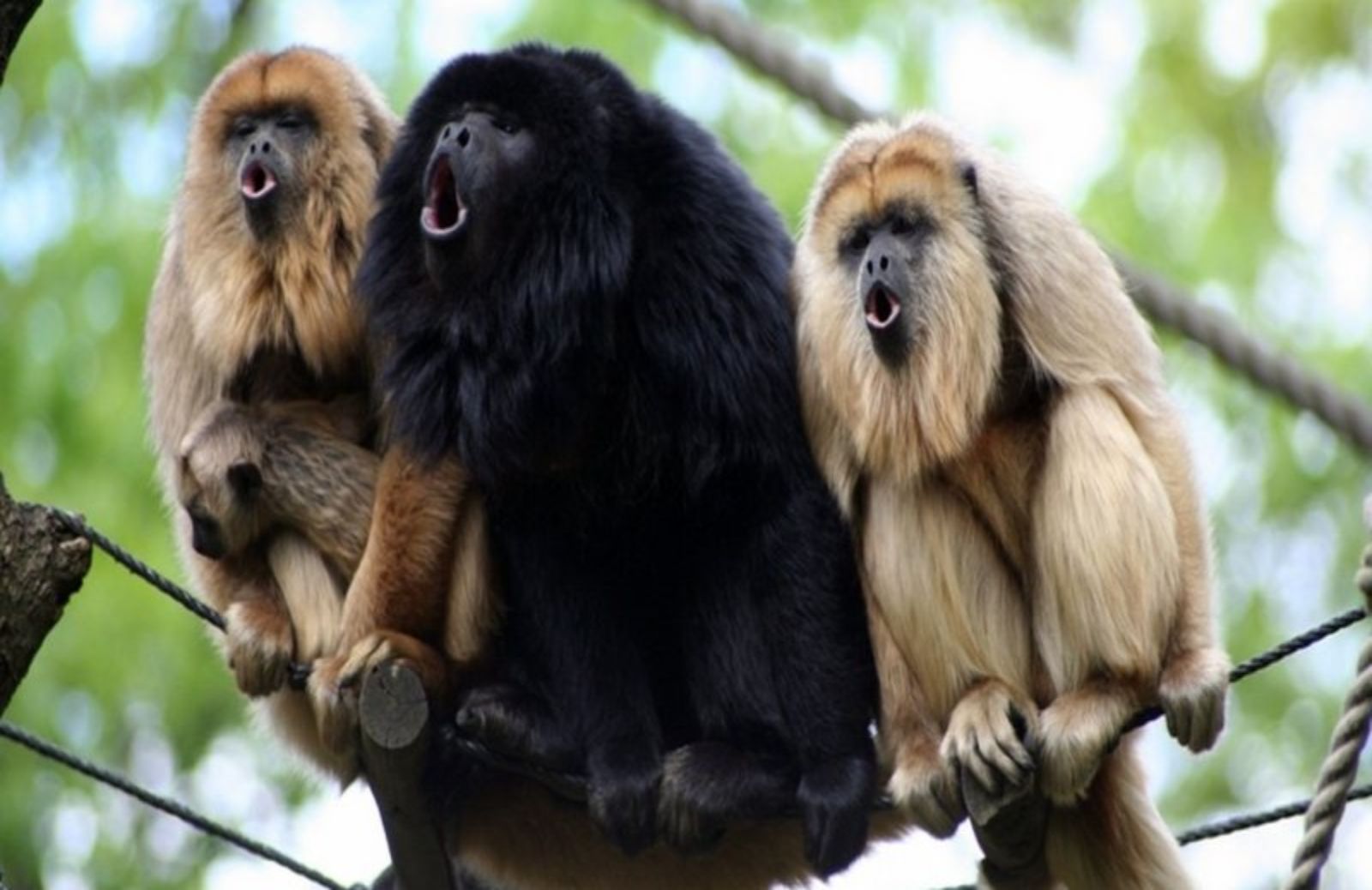 A Rio de Janeiro tornano le scimmie urlatrici 
