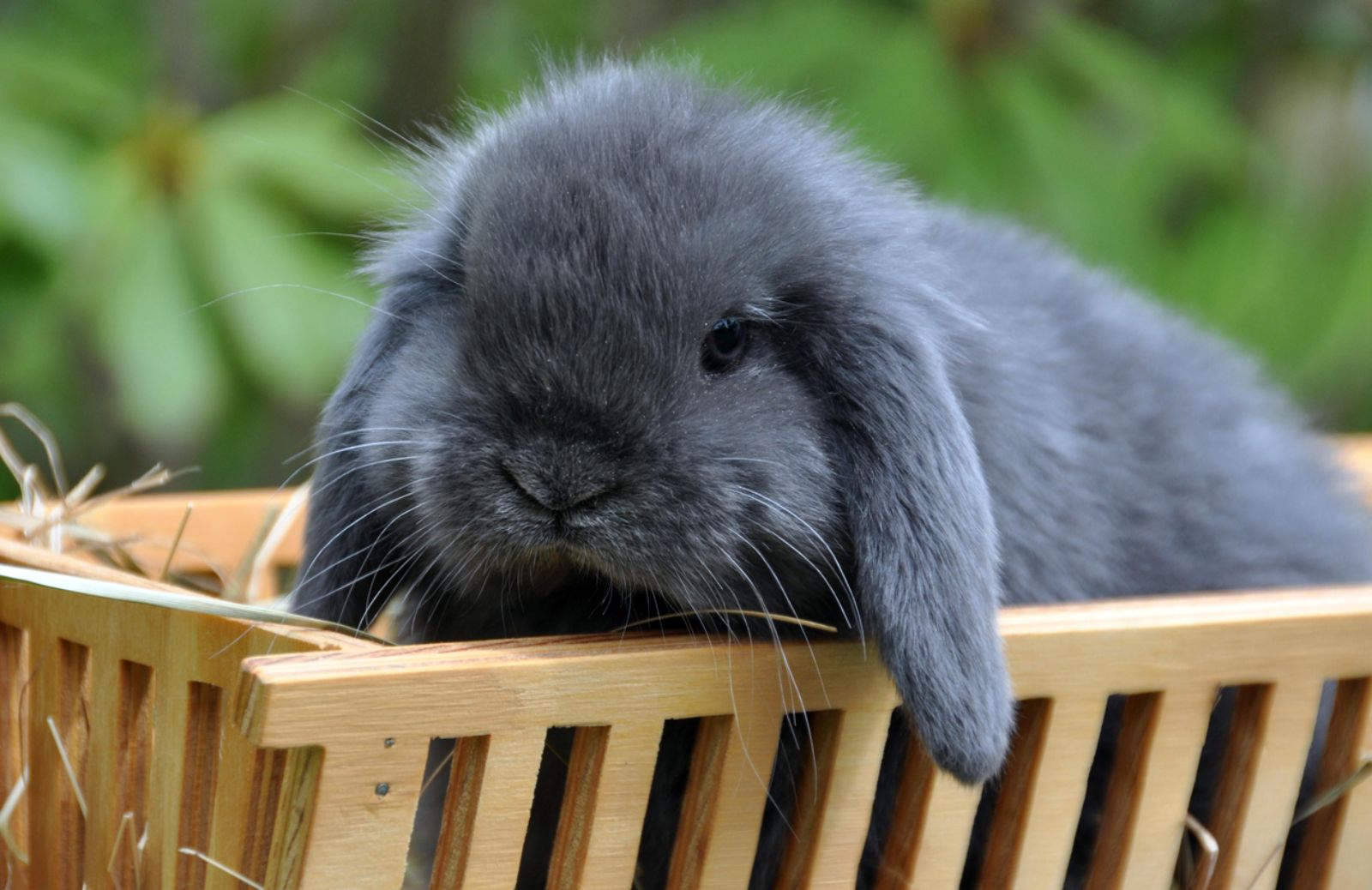 Arriva l’International Rabbit Day & Friends 2014 