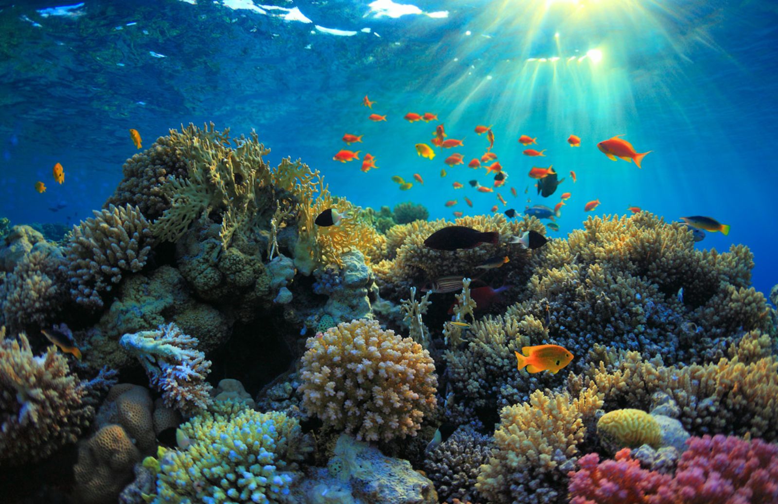 I coralli dei Caraibi a rischio estinzione entro il 2034