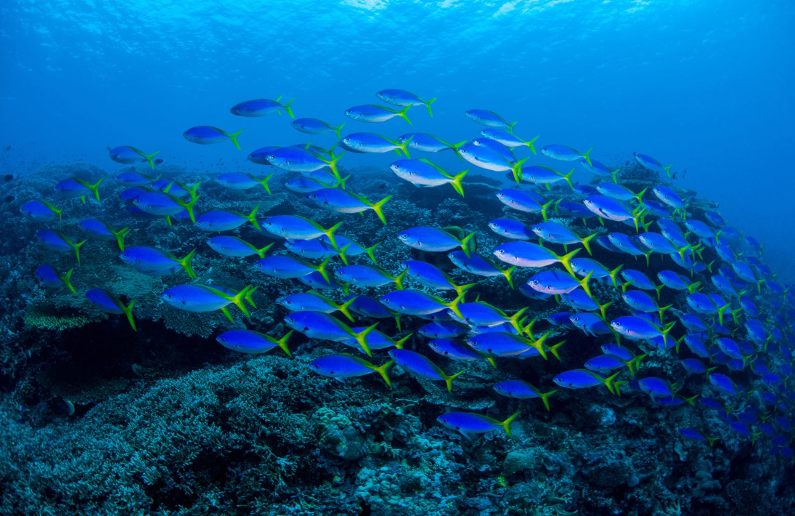 In 40 anni animali marini diminuiti del 50%