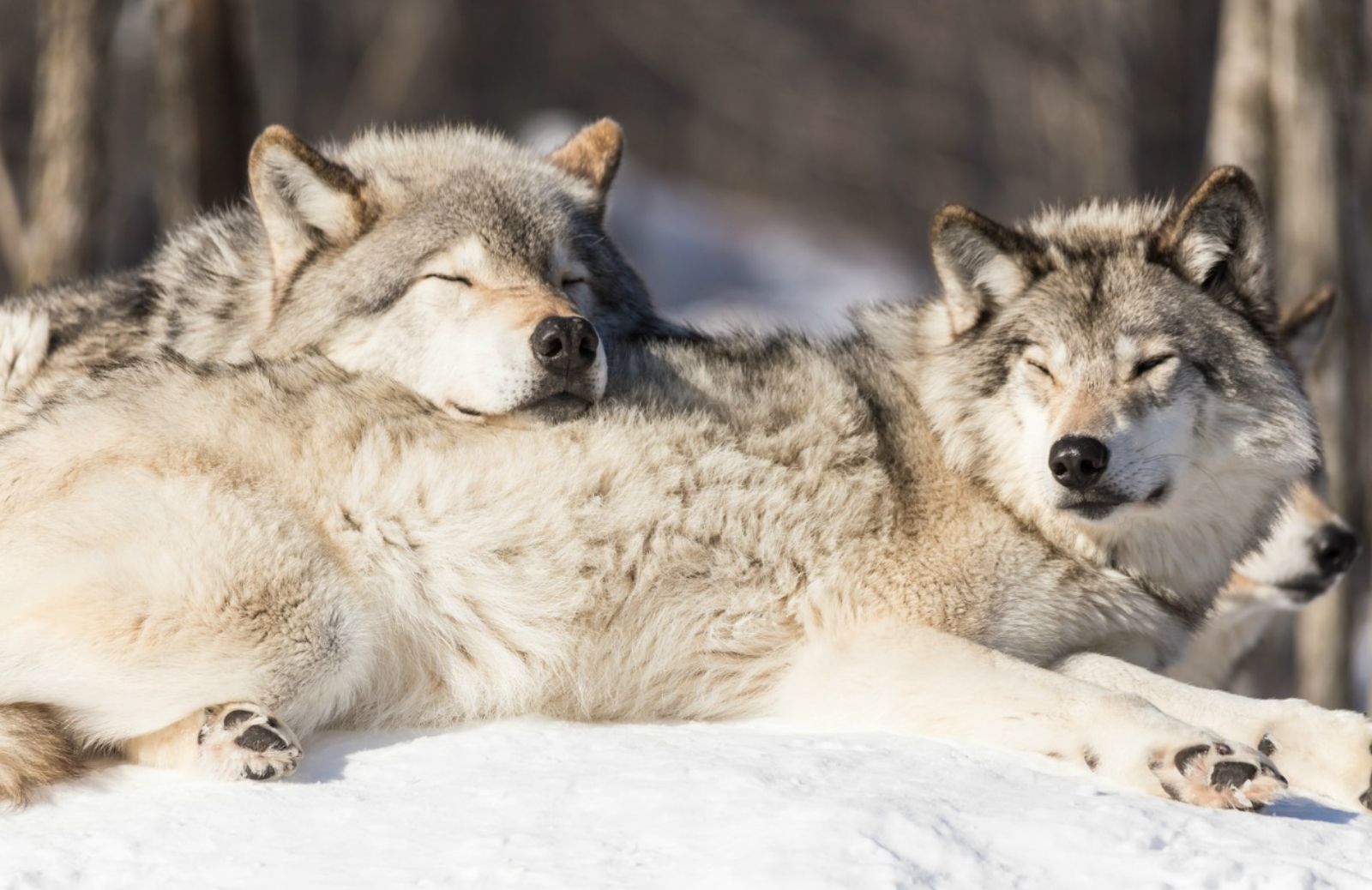 In Finlandia, riprende la caccia al lupo 