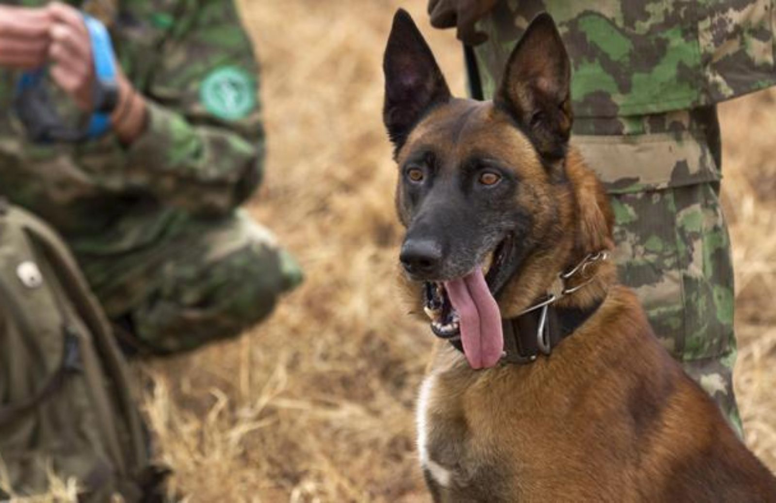 In Ruanda cani anti-bracconaggio