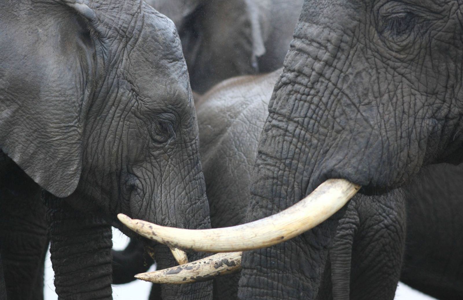 L’Unione europea e la tutela di elefanti e rinoceronti