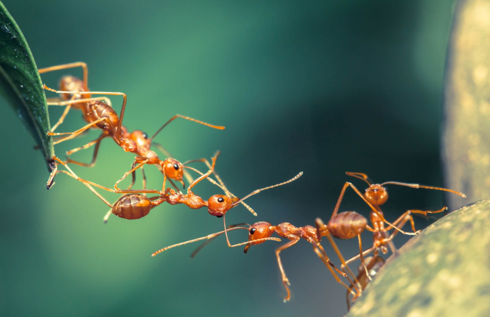 La prima mappa globale di formiche 