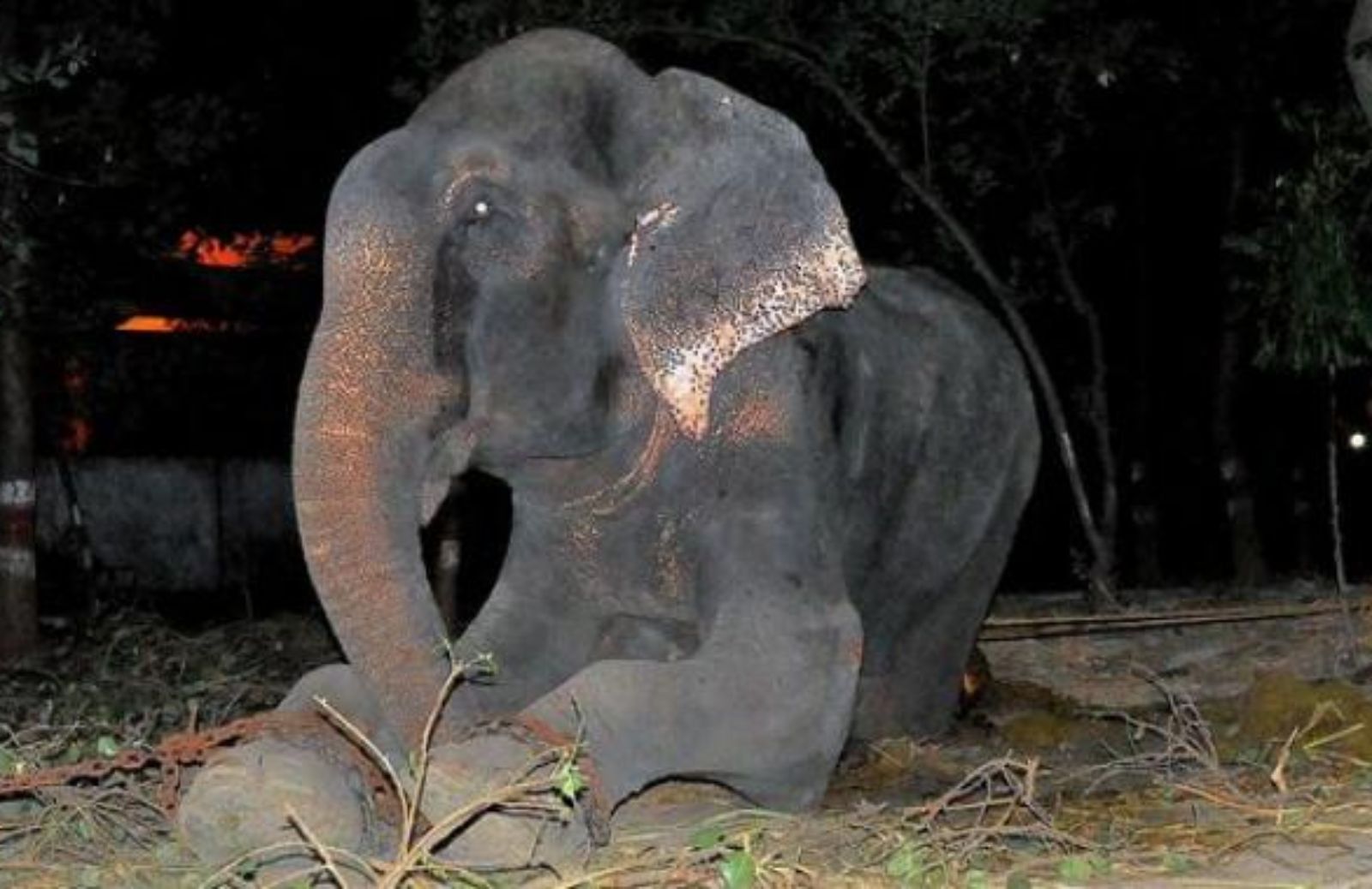 Liberato Raju, l'elefante in catene da 50 anni 