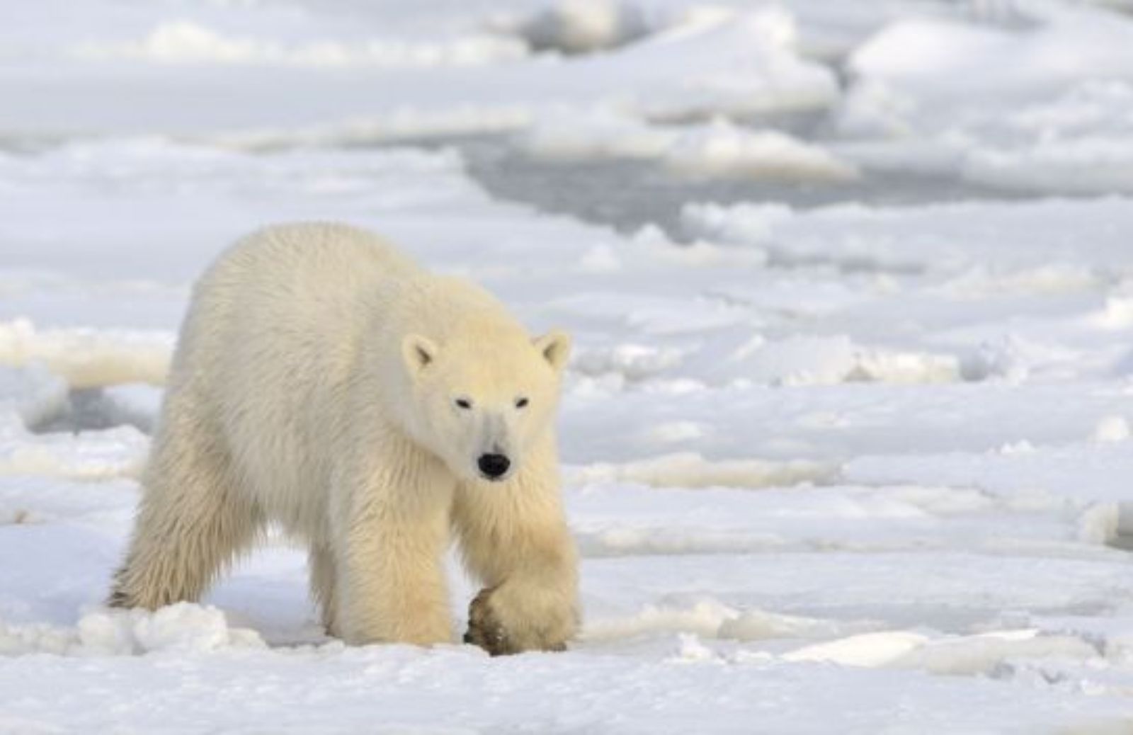 Orsi polari e stress: la colpa è dei cambiamenti climatici