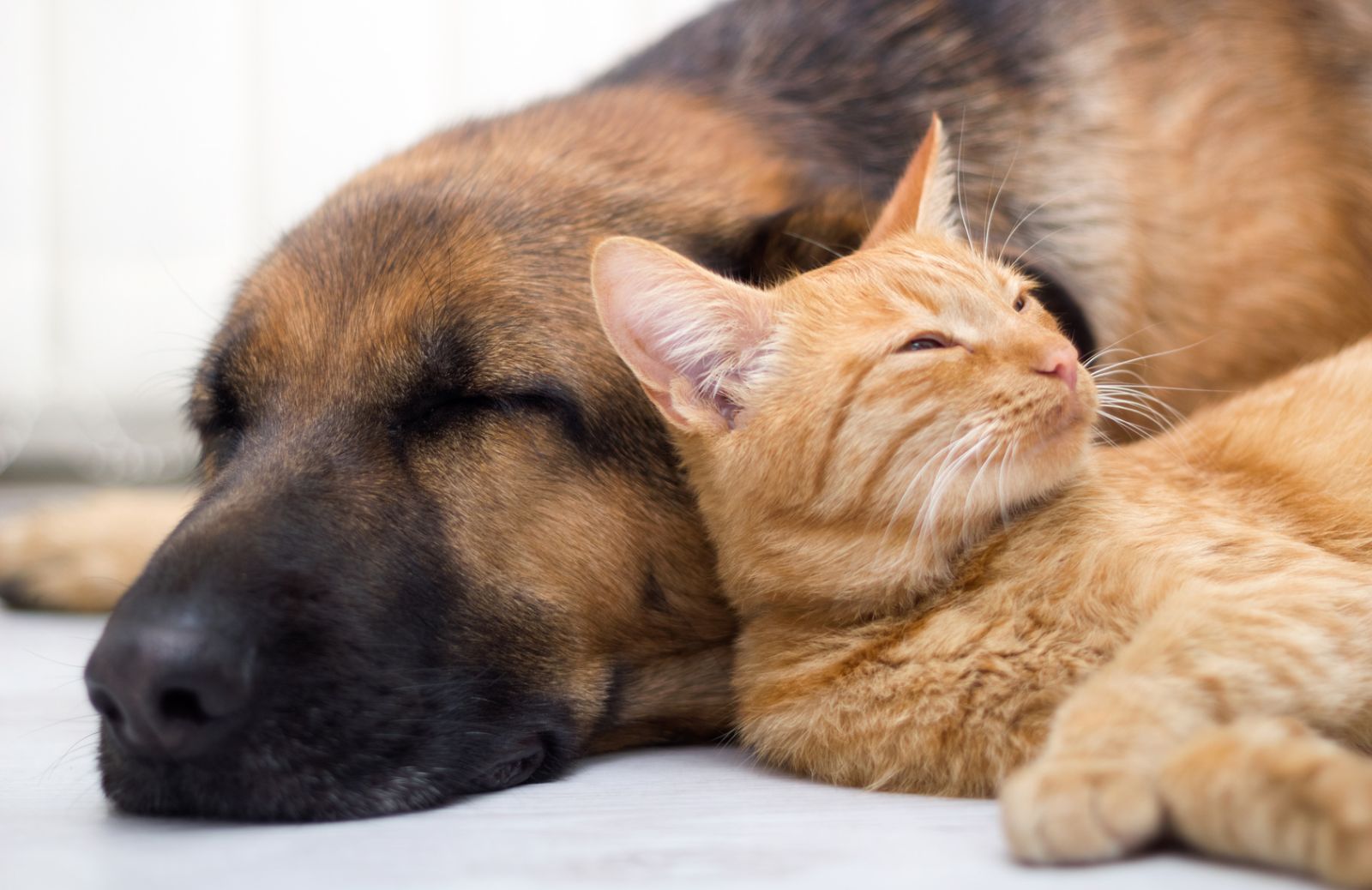 Proposta di legge contro il pignoramento di cani e gatti 