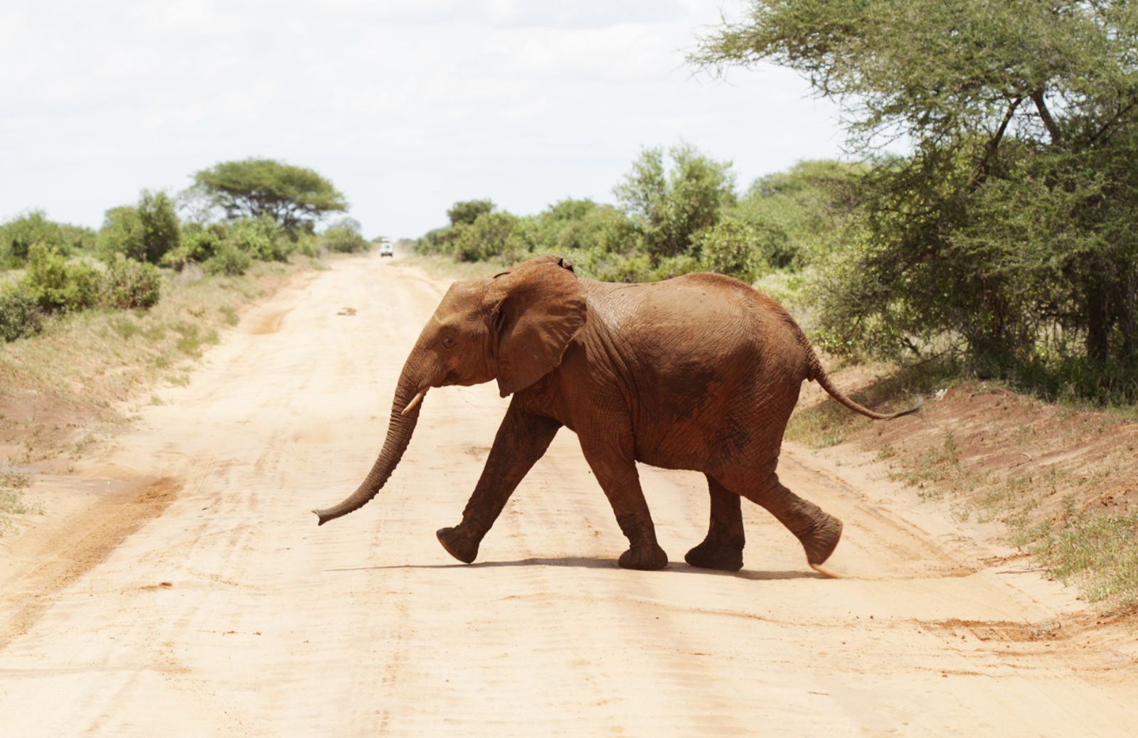 Salvi, per il momento, gli elefanti rossi del Kenya
