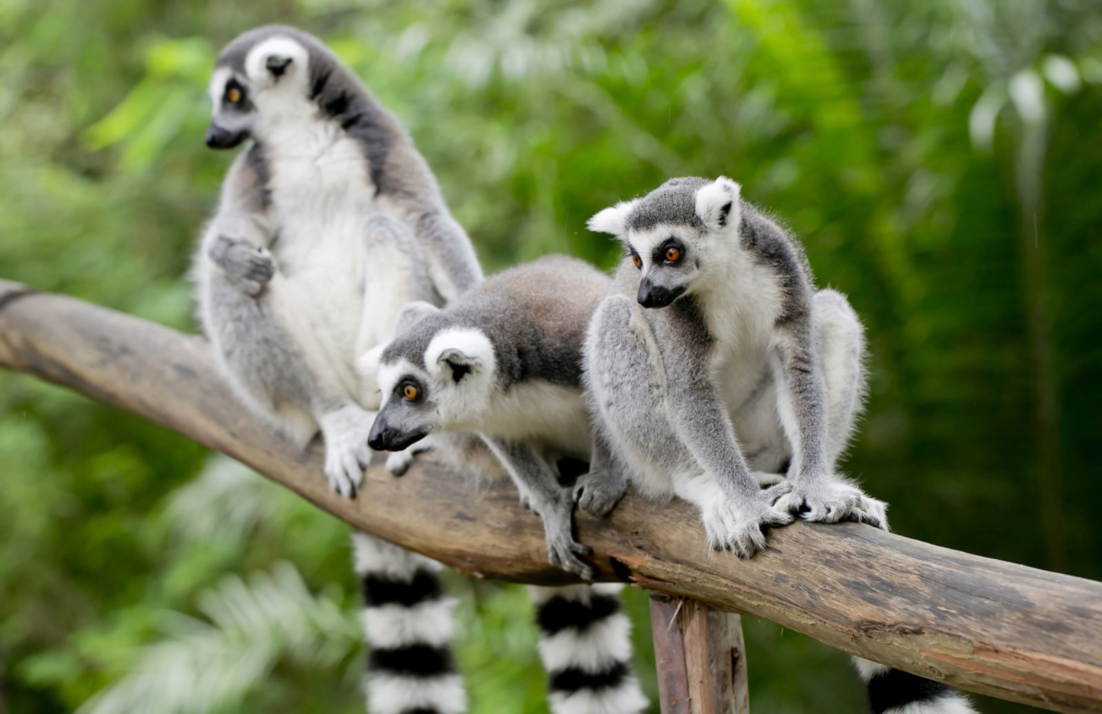 Salvi i lemuri del Madagascar