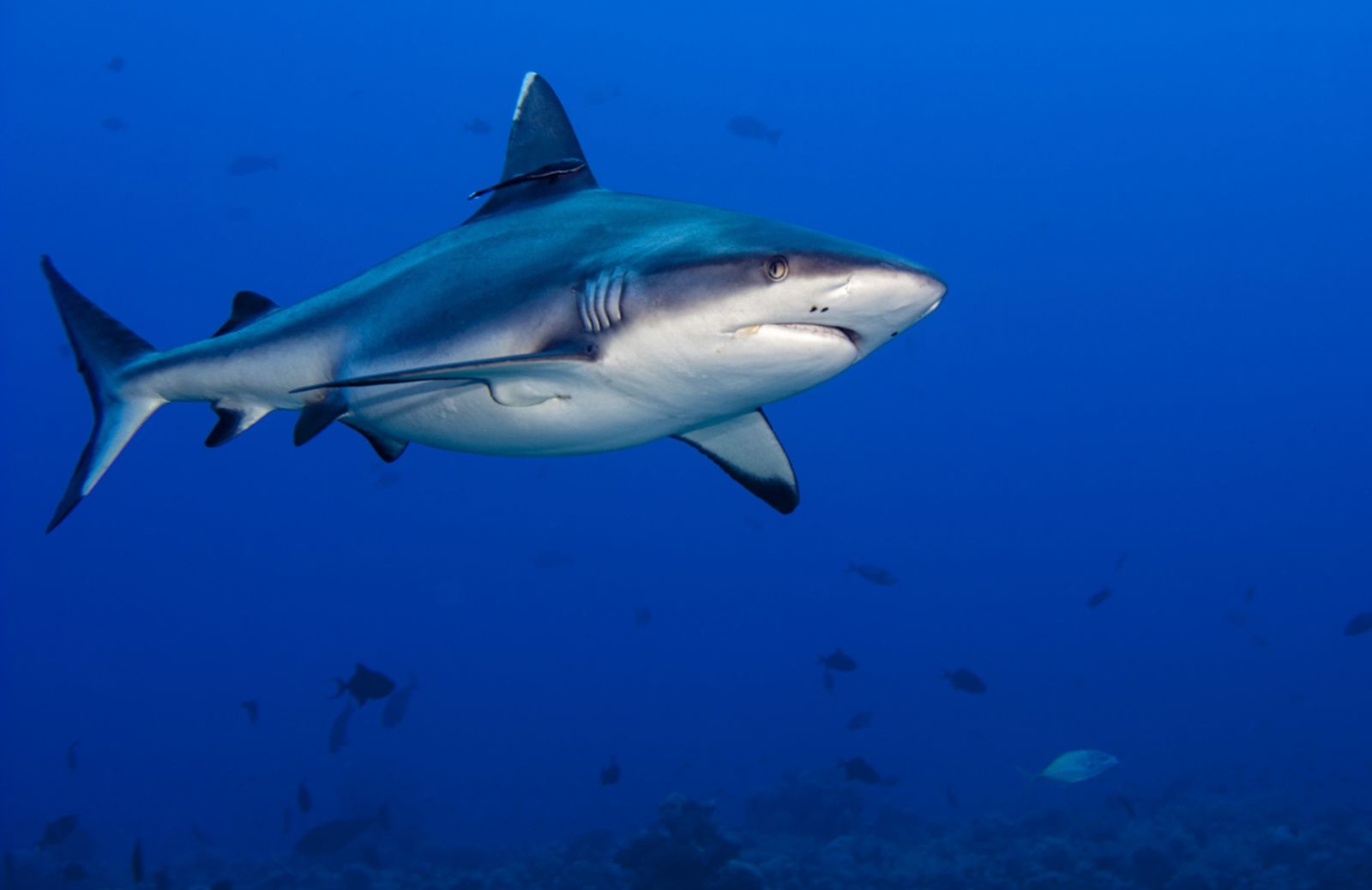 Stati Uniti e Cuba insieme per salvare gli squali