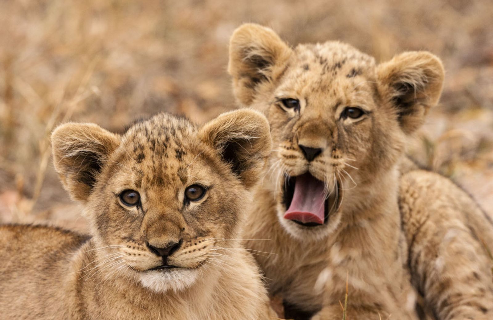 Zoo di Copenaghen: dopo Marius uccisa una famiglia di leoni 