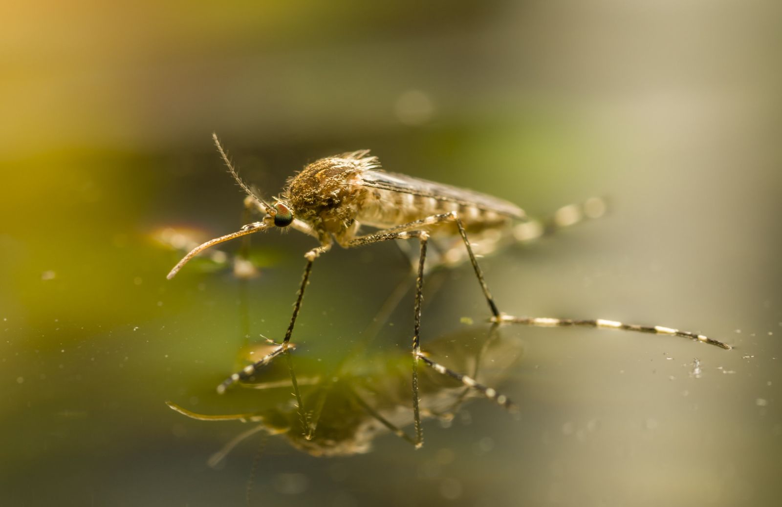 Zanzara coreana: tutto sulla specie aliena che resiste al freddo
