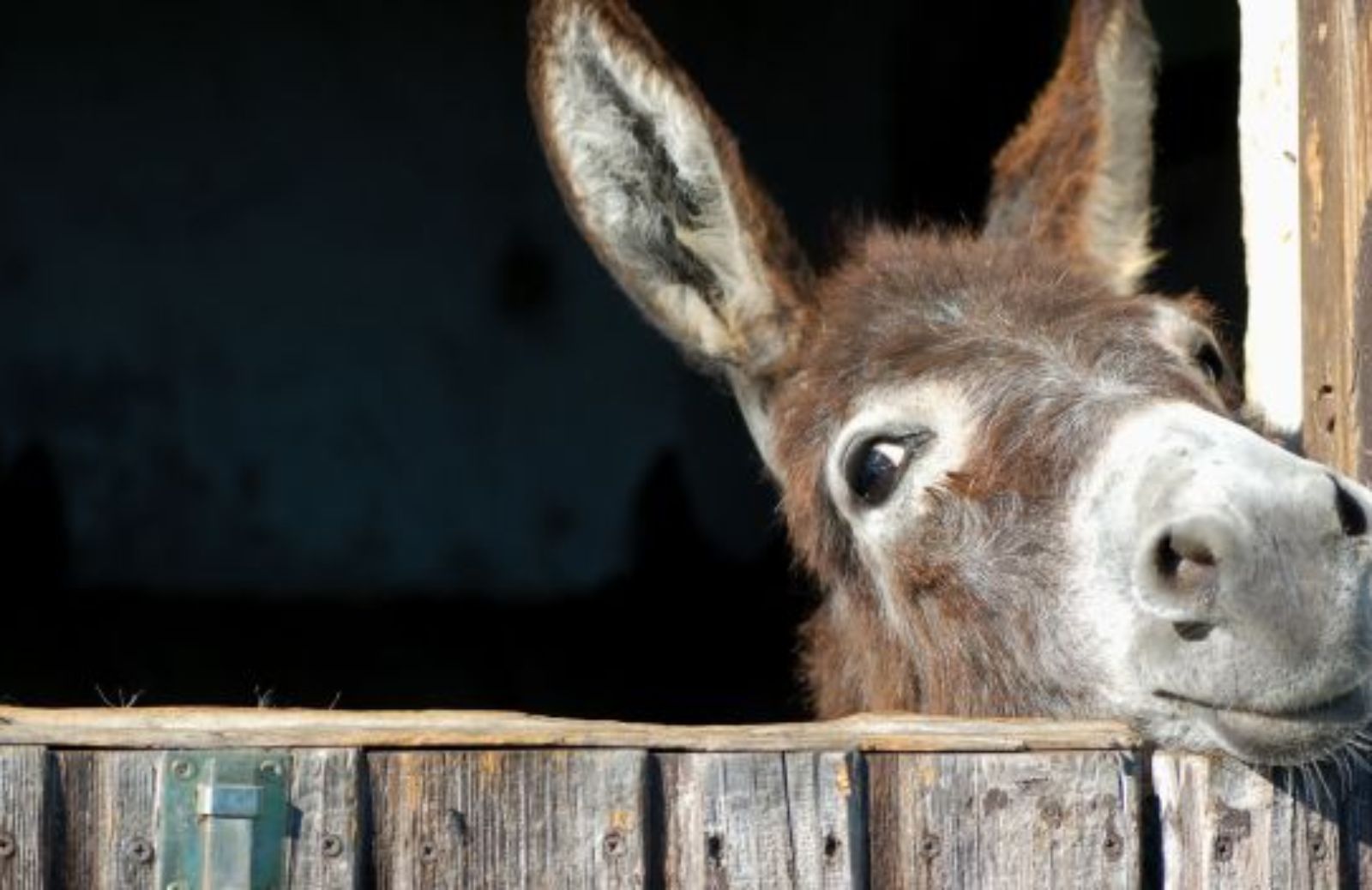 Come partecipare al primo Italian Donkey Week 
