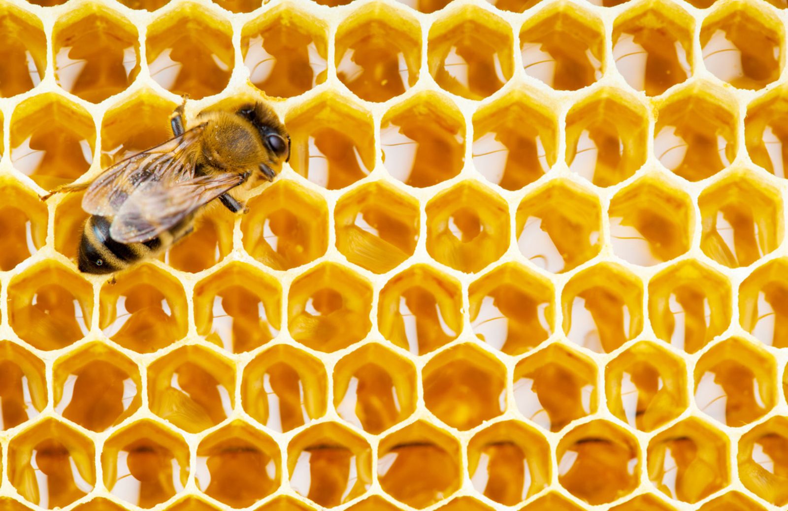 Dimezzata la produzione di miele italiano