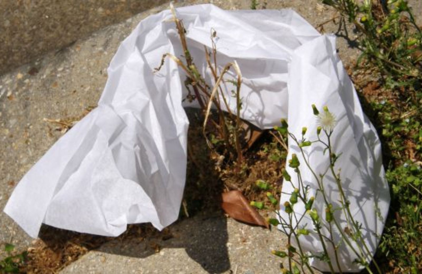 Come ha influito l'abolizione delle borse di plastica sull'ambiente