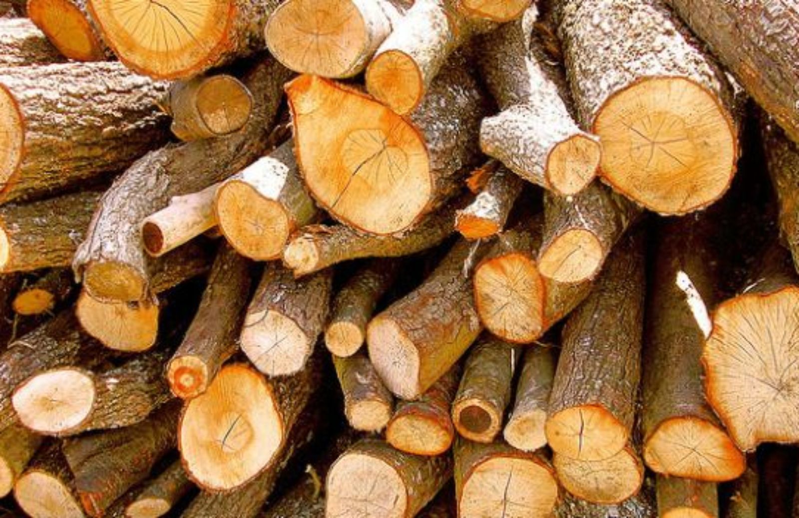 Come scegliere legno sostenibile