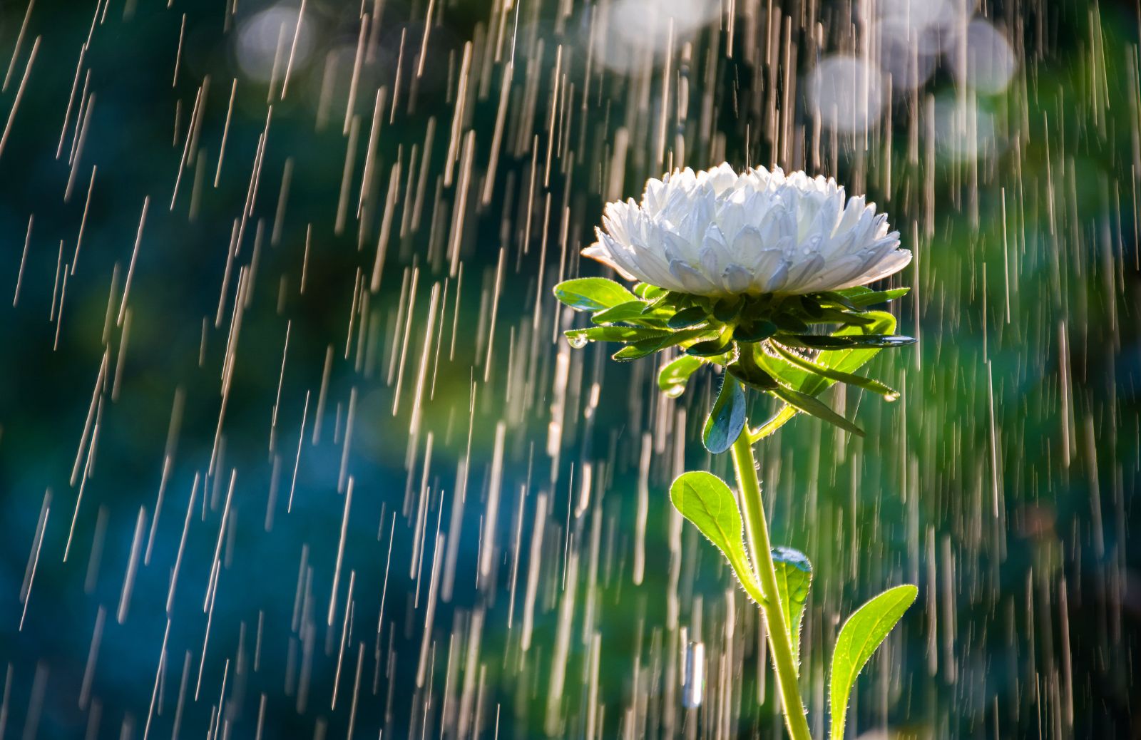 Acqua piovana: come raccoglierla e usarla in giardino (e non solo)