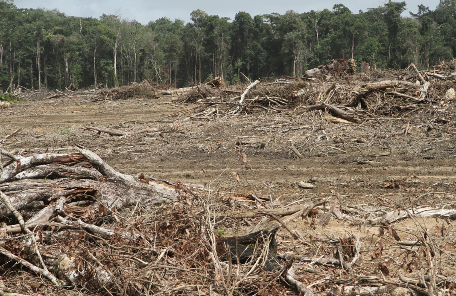  Greenpeace: in Amazzonia contro la mafia del legno 