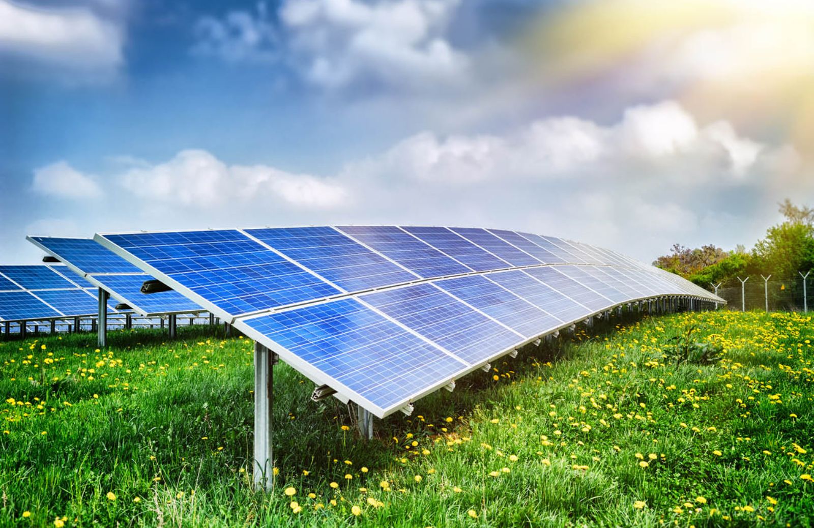 Biomimetica: il fotovoltaico diventa organico