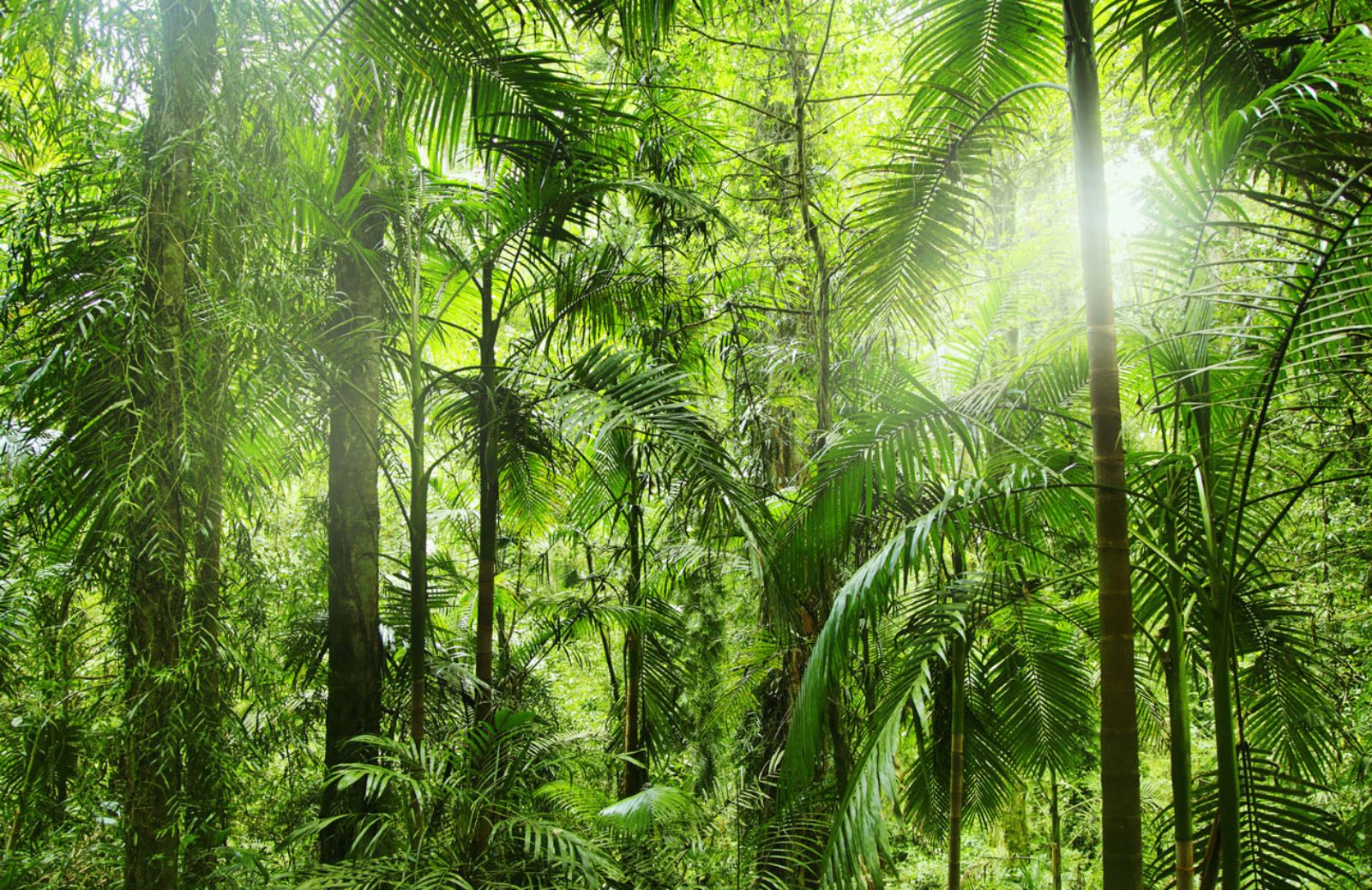 Entro il 2050 perso in Amazzonia il 50% delle specie arboree