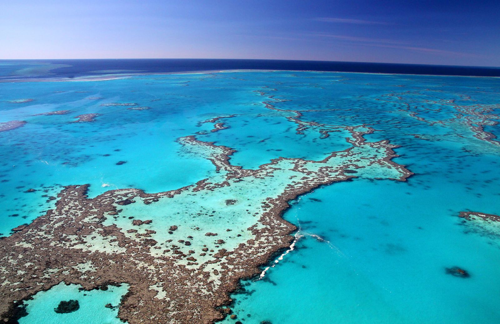 I coralli australiani mangiano plastica 
