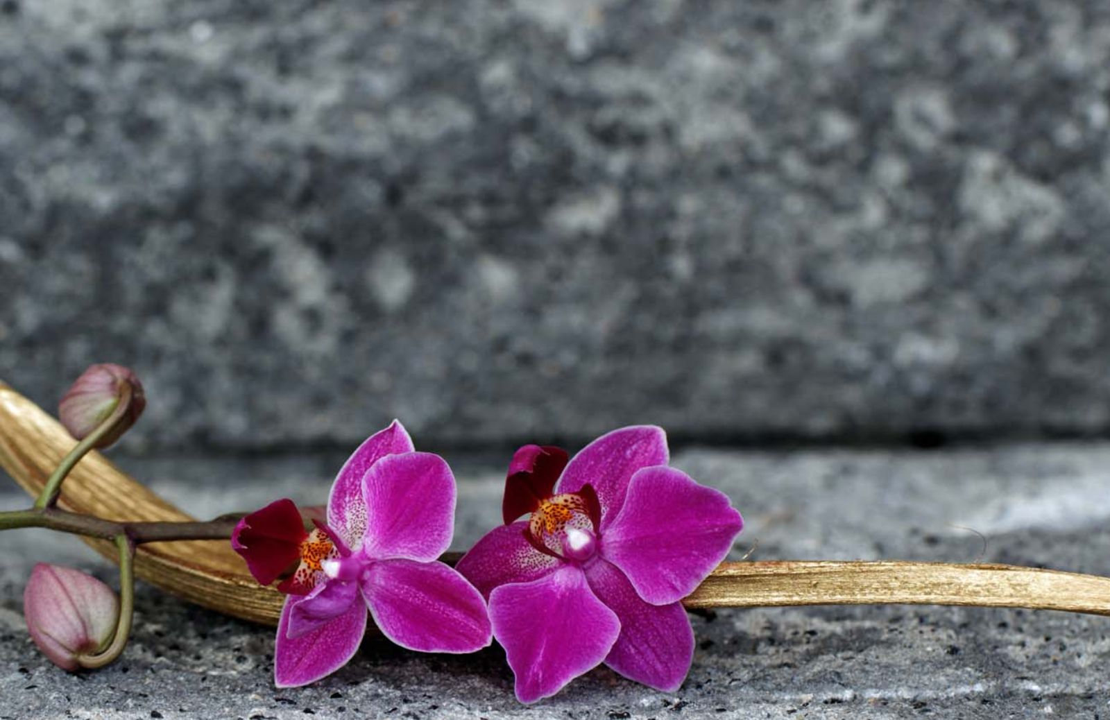 Orchidea senza foglie e radici scoperta in Australia