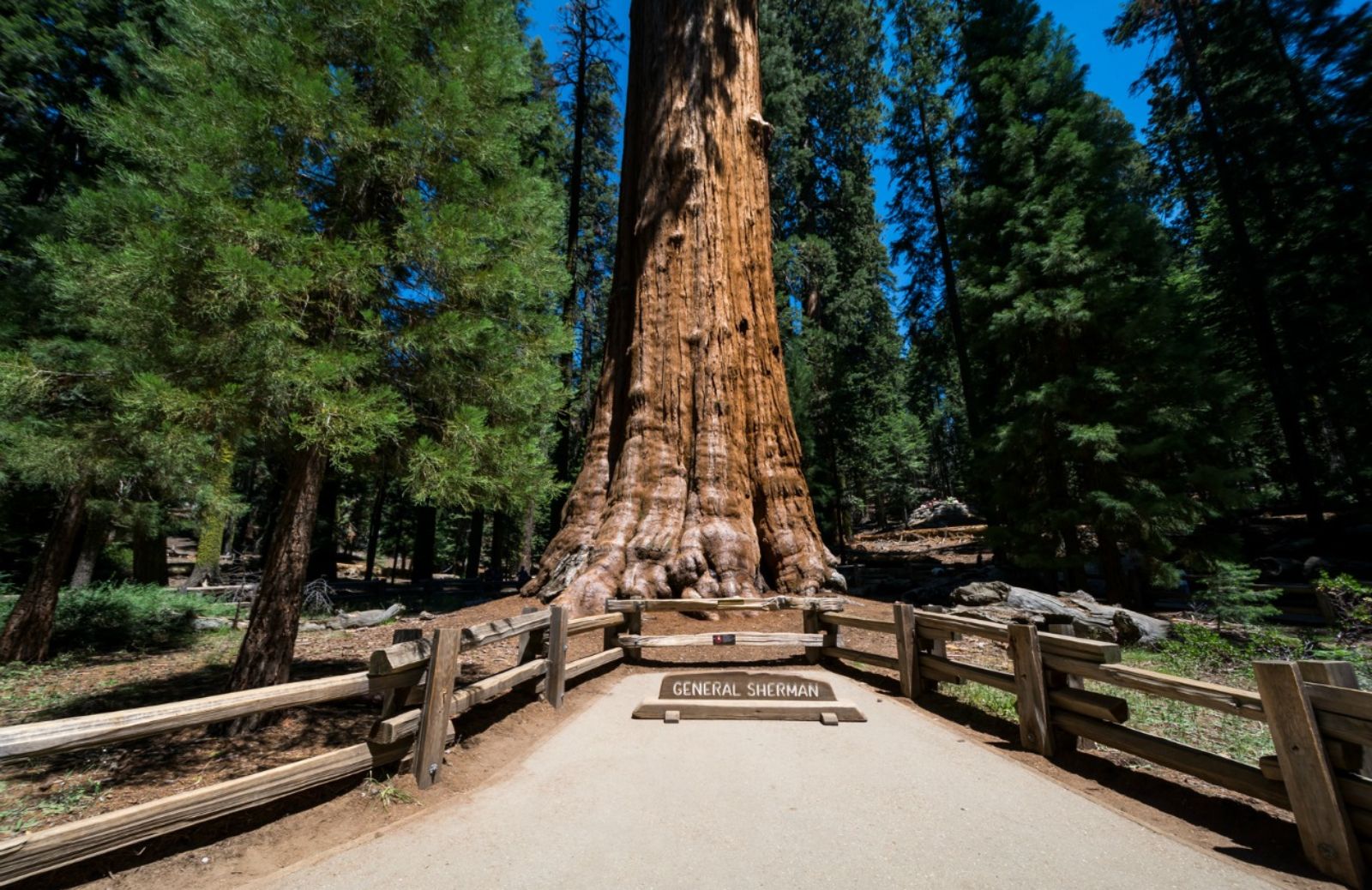 Siccità in California: minacciati decine di milioni di alberi 