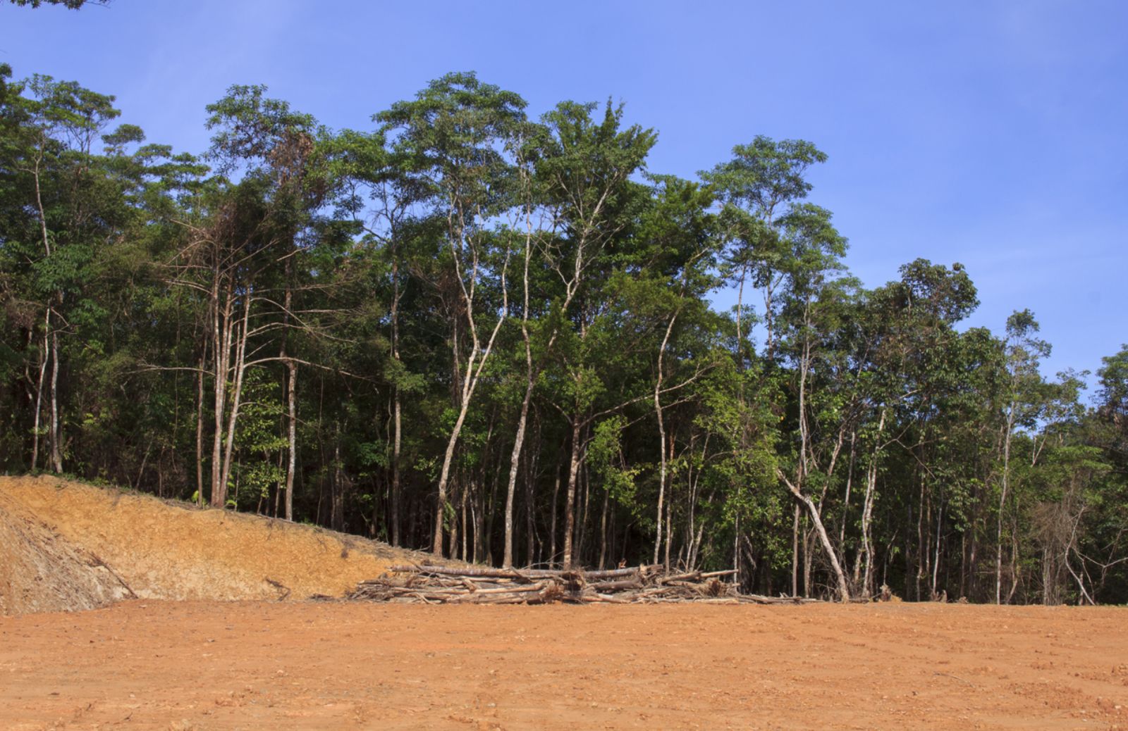 Smantellata banda di eco-criminali in Amazzonia