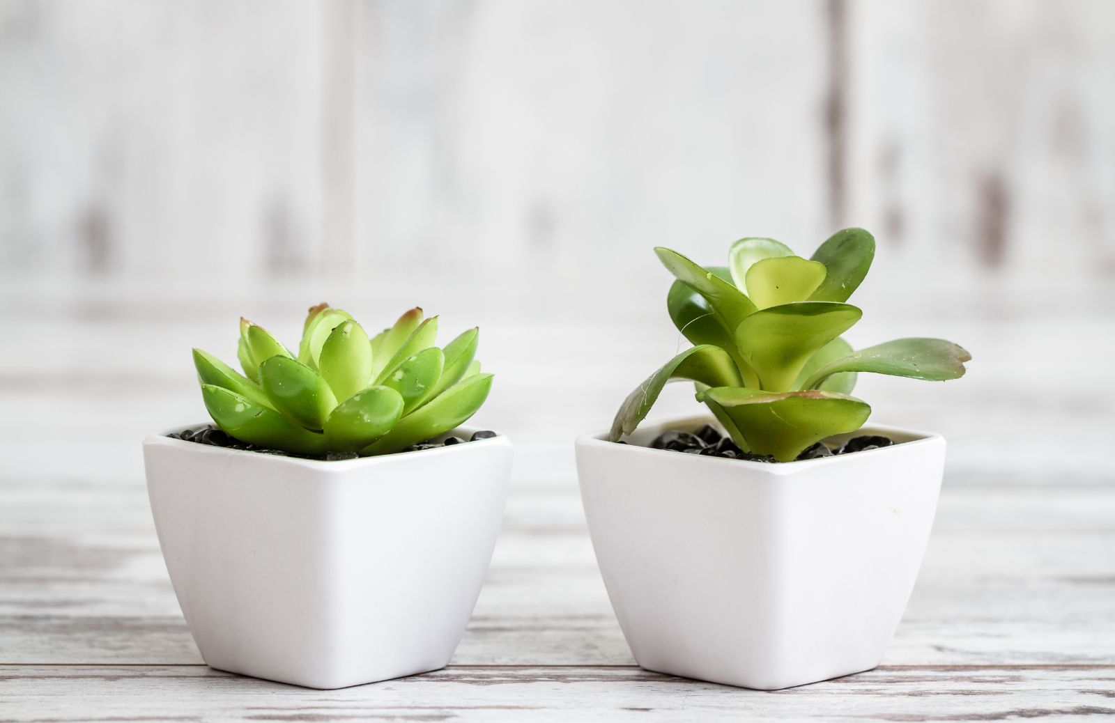 Come creare dei vasi fai da te per le piante grasse 