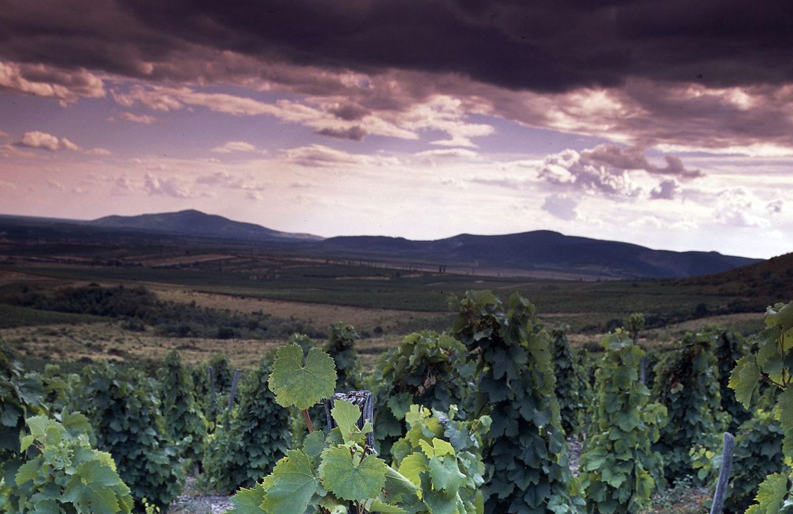 Oltre Budapest: un insolito itinerario per scoprire il vino Tokaj