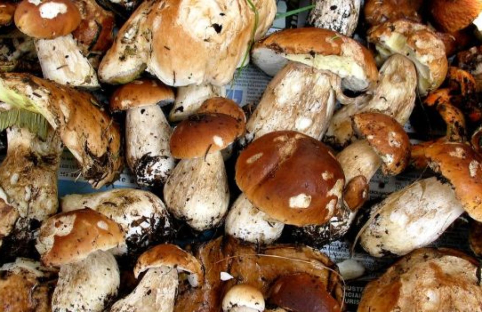 Come prevenire l'intossicazione da funghi: la guida del Ministero della Salute