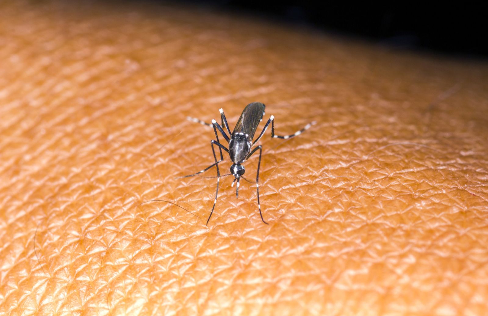 Come riconoscere e trattare i sintomi del virus Zika