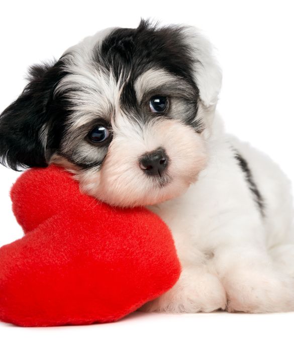 <p>Regalare un cagnolino è molto impegnativo: un dono da fare solamente quando si è sicuri che il partner sia in grado di curarlo a dovere</p>
