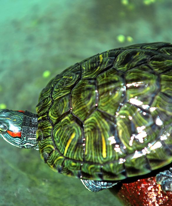 Una grande vaschetta, sassi, foglie colorate: l'animale domestico per eccellenza è la tartaruga!