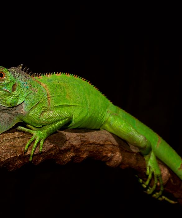 L'iguana, una grande teca e tutti gli occhi dei tuoi ospiti puntati sul tuo animale domestico esotico!