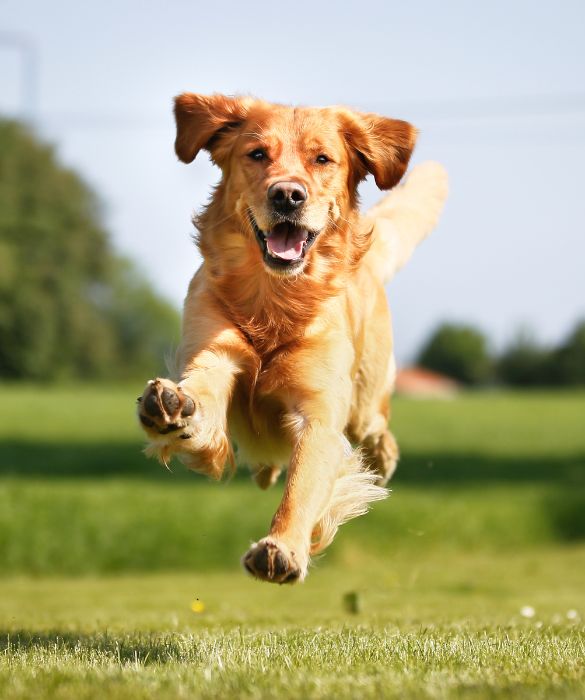 Il golden retriever è un cane mai aggressivo e, soprattutto, adora giocare! A detta di molti è il cane perfetto per i più piccoli!
