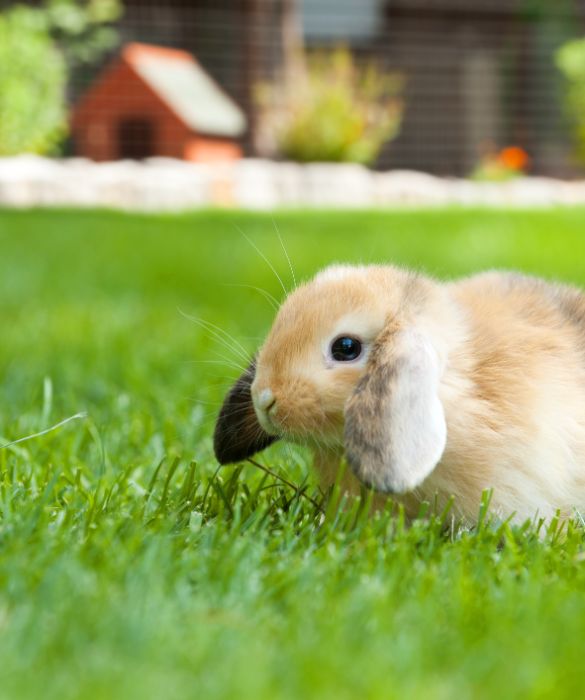 Il coniglio ariete è una delle razze di coniglio più amata. Caratterizzati per avere le orecchie cadenti ai lati e non poterle muovere, i conigli ariete sono tra le razze cunicole più antiche che si suddivide a sua volta in altre cinque tipologie.