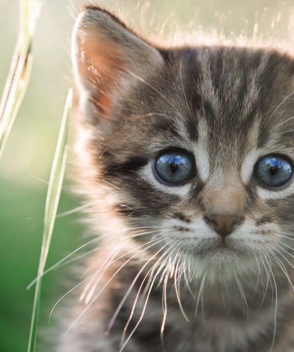 Esistono molti modi per somministrare l'erba gatta ai piccoli felini di casa e di sfruttarne a proprio favore le proprietà. L'erba gatta sembra avere un effetto inebriante sulla maggior parte dei gatti, mentre alcuni ne sono totalmente indifferenti. 
