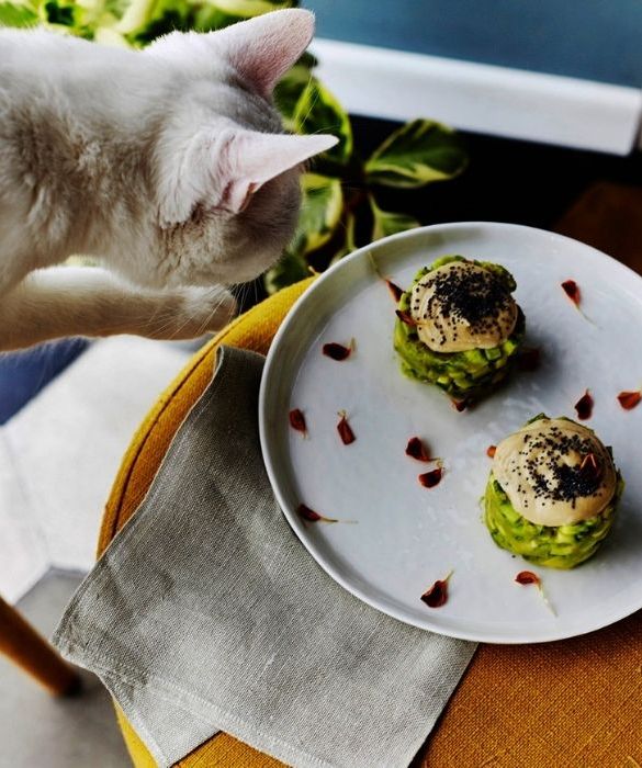 <p>Una casa abitata da 6 gatti che offre cucina e pasticceria vegana e raw food.</p>
