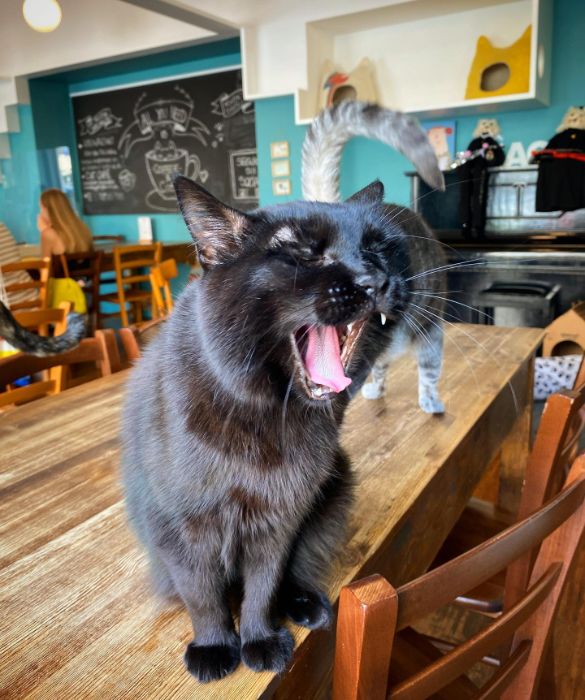 È il primo bar milanese per gli amanti dei gatti. I “padroni di casa” sono Freddie, Patti, Bowie, Nina, Elvis e Blondie, sei mici adottati dai proprietari del bistrot