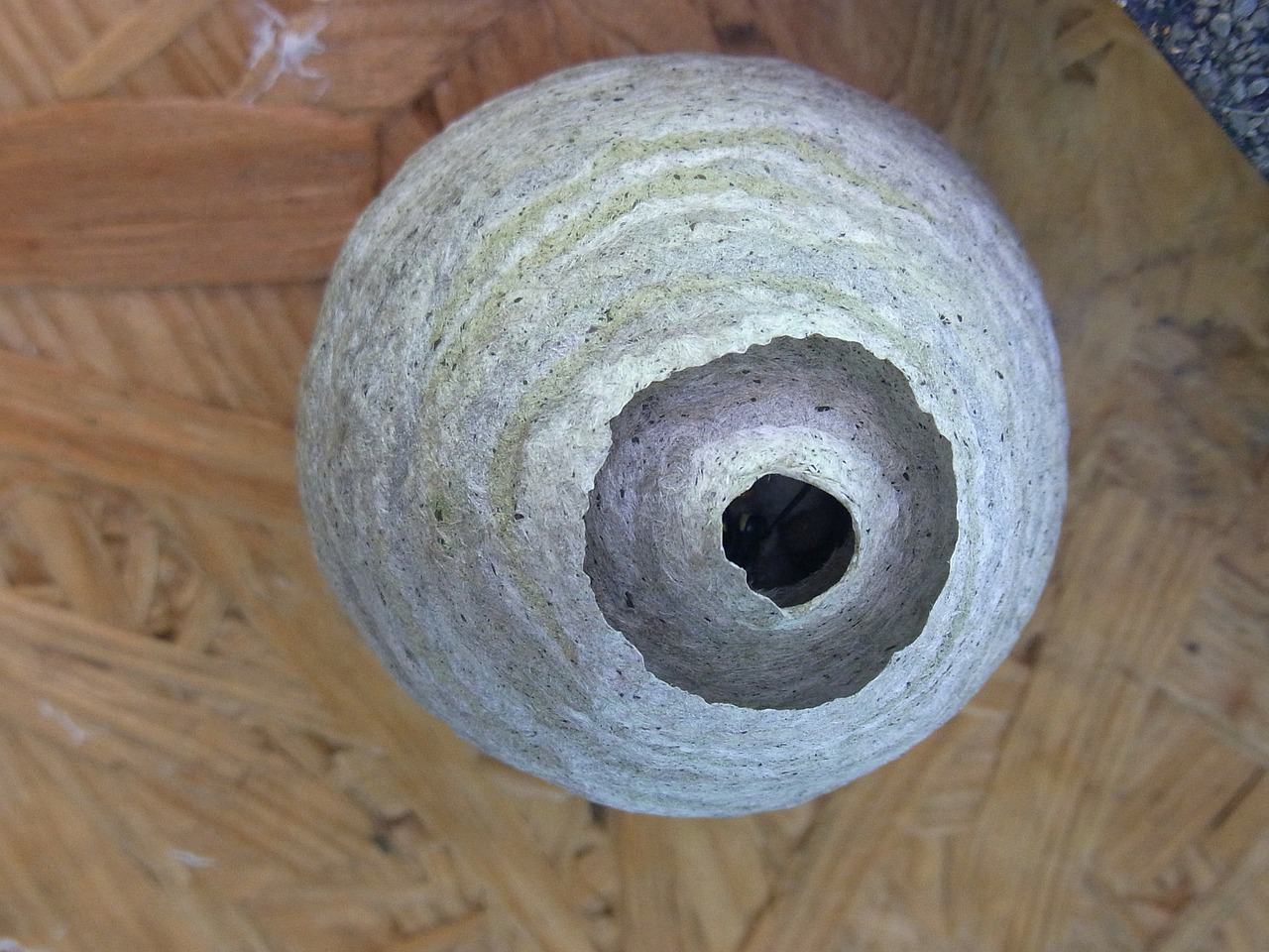 nido-di-vespe-appeso-sul-soffitto