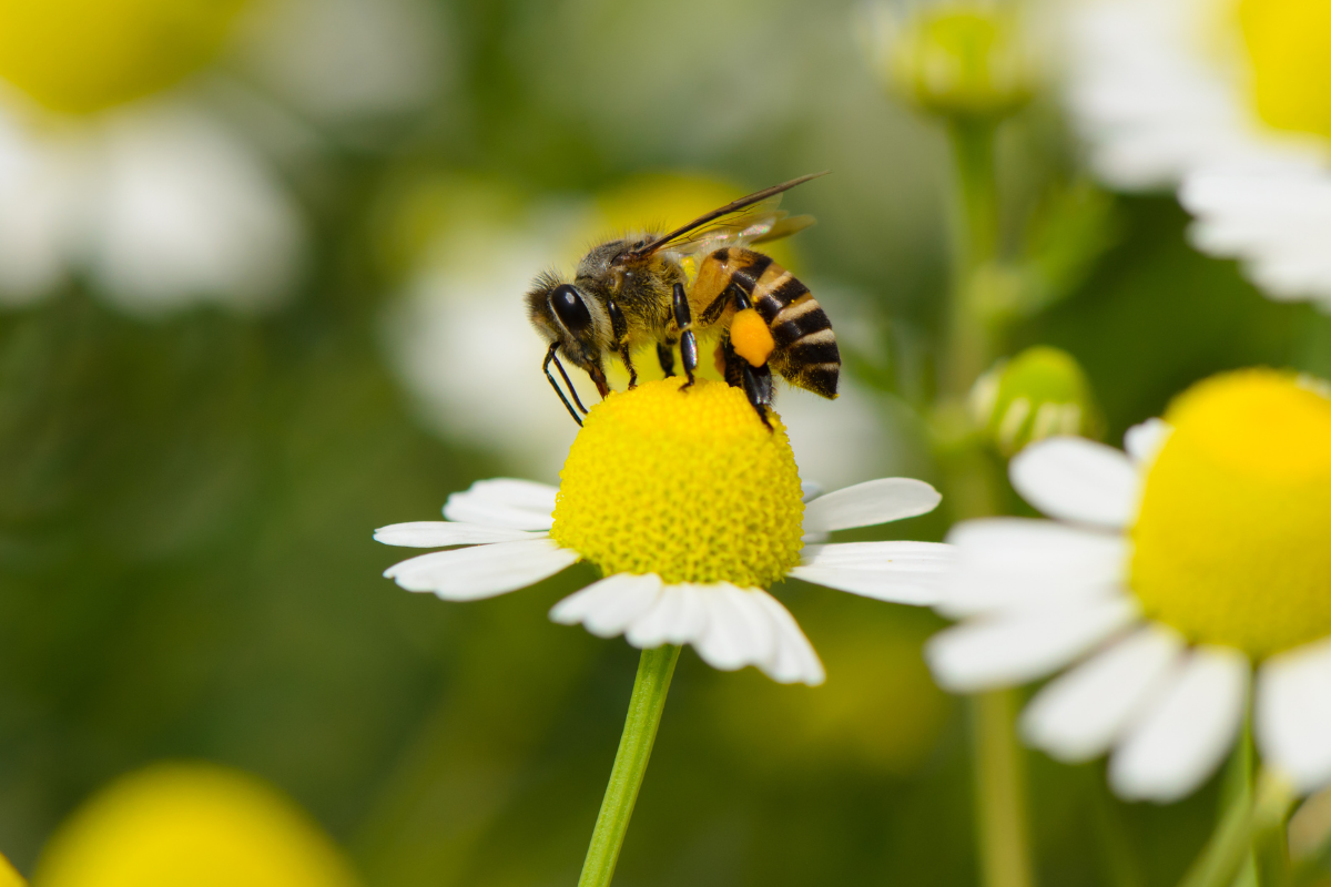 api a rischio di estinzione