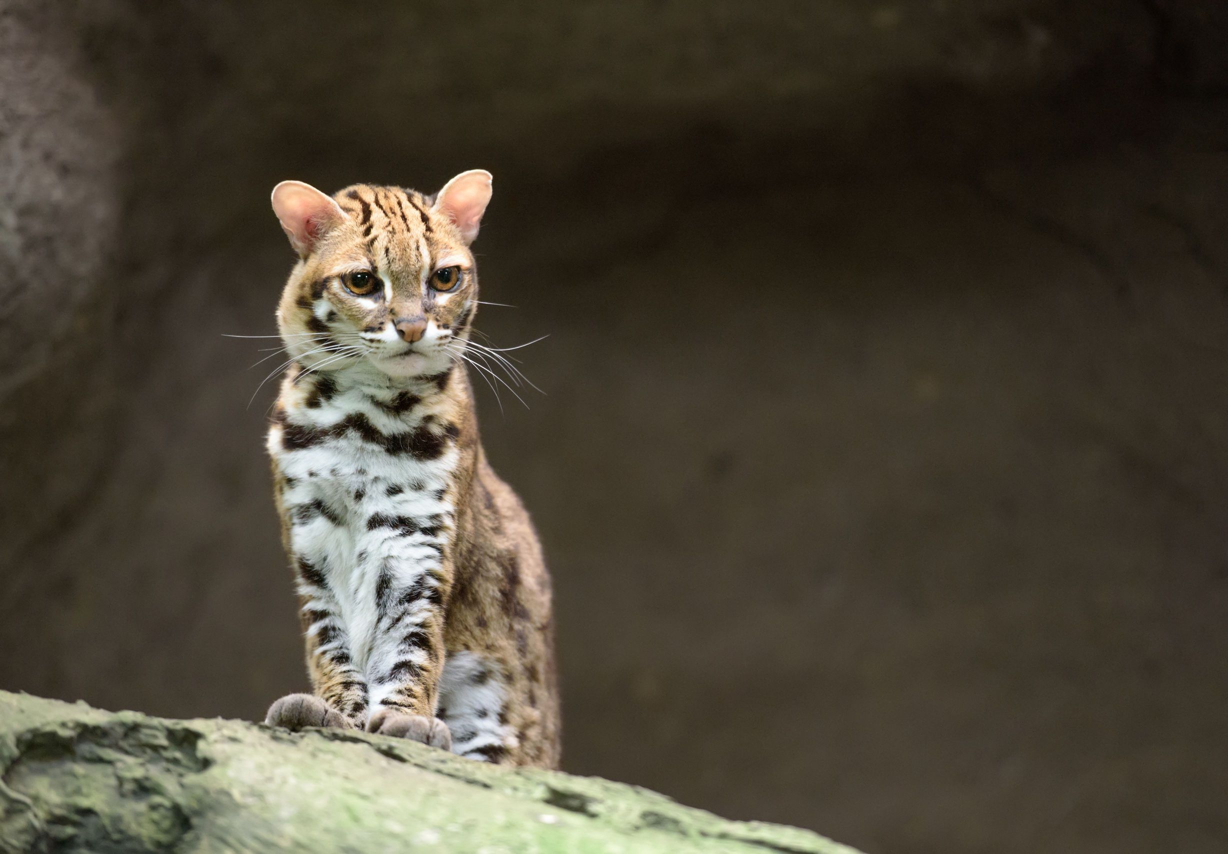 gatto leopardo