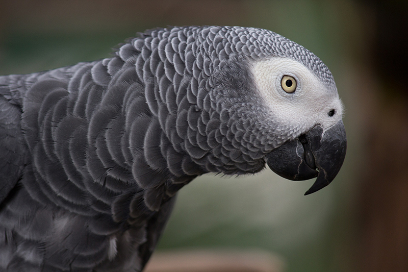 pappagallo-cenerino