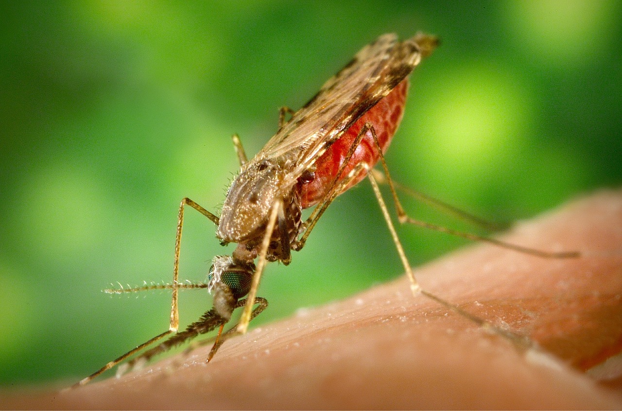 zanzara-portatrice-di-malaria