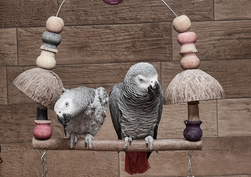 pappagalli-cenerini